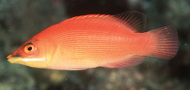 姬拟唇鱼(Pseudocheilinus evanidus)