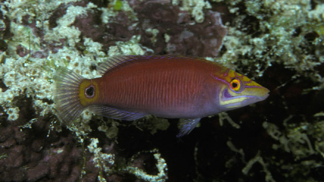 眼斑拟唇鱼(Pseudocheilinus ocellatus)