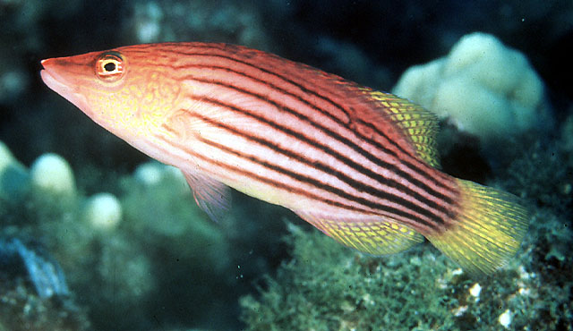 八带拟唇鱼(Pseudocheilinus octotaenia)