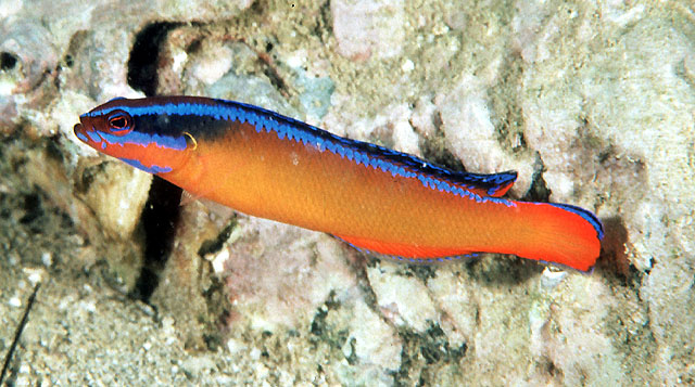 阿岛拟雀鲷(Pseudochromis aldabraensis)