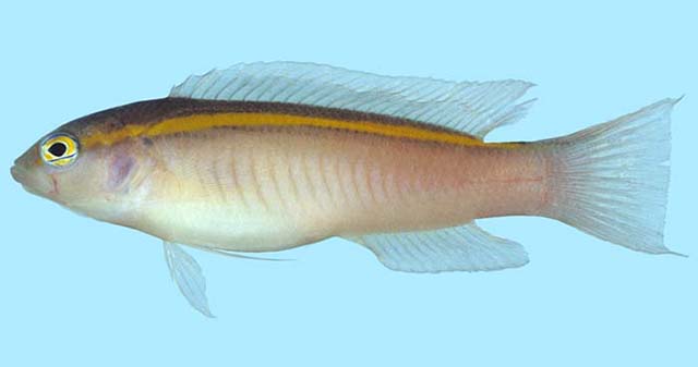 金线拟雀鲷(Pseudochromis aureolineatus)