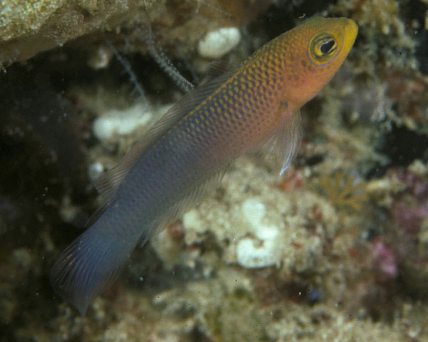 金色拟雀鲷(Pseudochromis aurulentus)