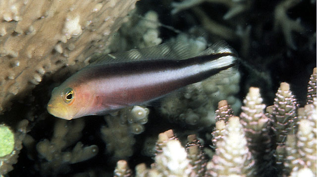 双带拟雀鲷(Pseudochromis bitaeniatus)
