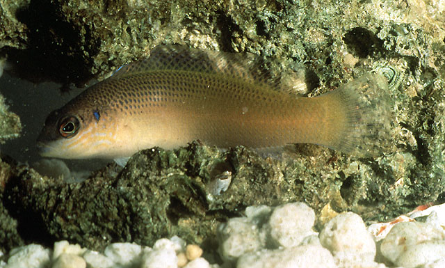 长尾拟雀鲷(Pseudochromis caudalis)