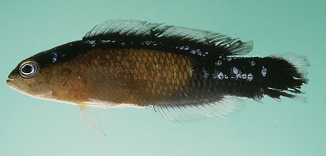 红尾拟雀鲷(Pseudochromis coccinicauda)