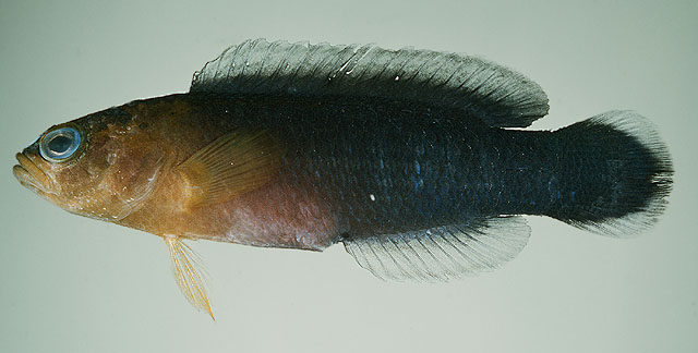 蓝带拟雀鲷(Pseudochromis cyanotaenia)