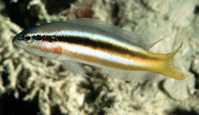叉尾拟雀鲷(Pseudochromis dixurus)
