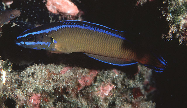 达氏拟雀鲷(Pseudochromis dutoiti)