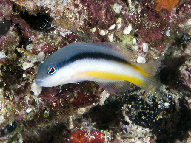 艾克氏拟雀鲷(Pseudochromis eichleri)