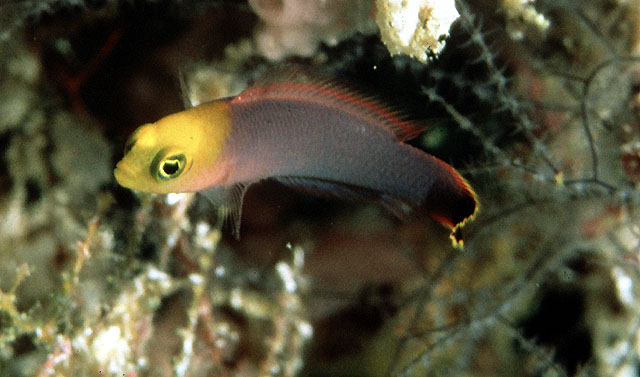 长身拟雀鲷(Pseudochromis elongatus)