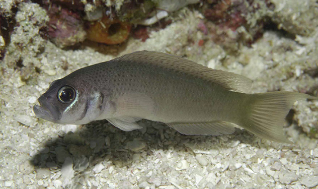 厄尔氏拟雀鲷(Pseudochromis erdmanni)