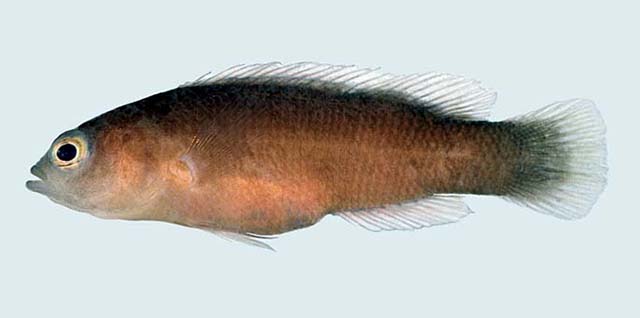 焰尾拟雀鲷(Pseudochromis flammicauda)