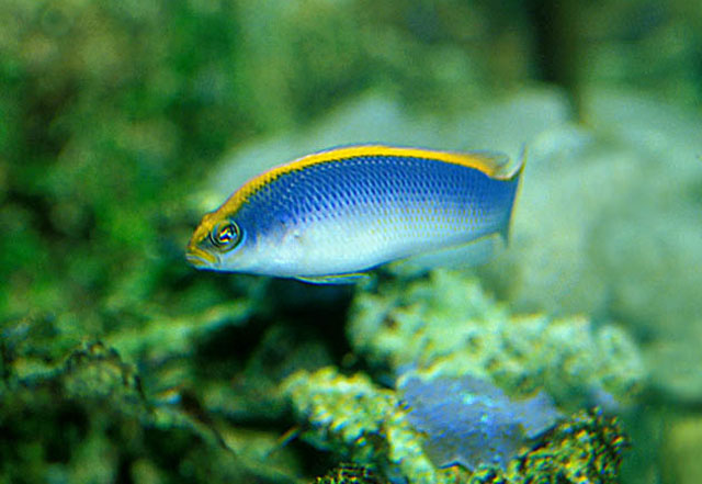 黄顶拟雀鲷(Pseudochromis flavivertex)