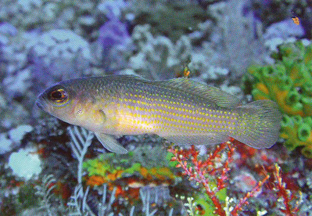 黄斑拟雀鲷(Pseudochromis flavopunctatus)