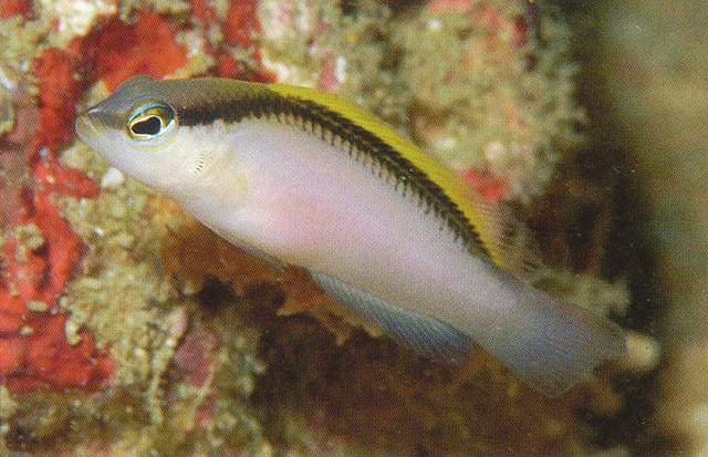 杰茜拟雀鲷(Pseudochromis jace)