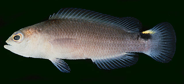 贾氏拟雀鲷(Pseudochromis jamesi)