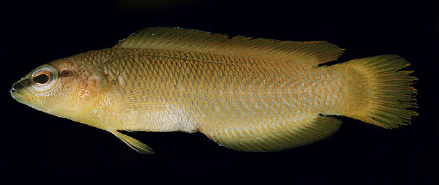 白吻拟雀鲷(Pseudochromis leucorhynchus)