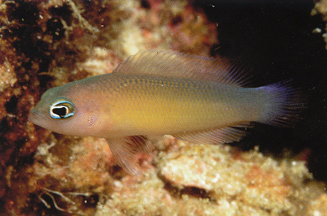 绝代拟雀鲷(Pseudochromis litus)
