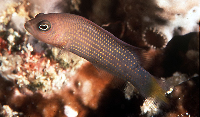 马歇尔岛拟雀鲷(Pseudochromis marshallensis)