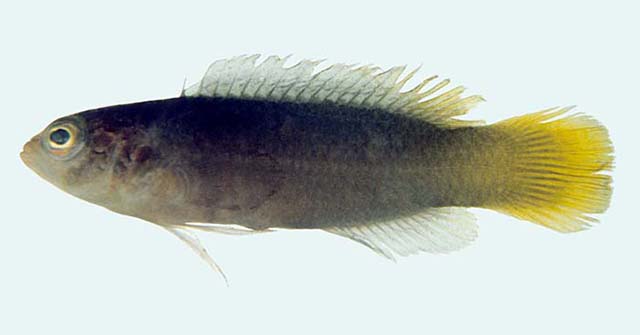黑尾拟雀鲷(Pseudochromis melanurus)