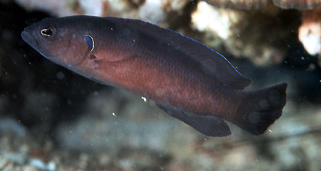 黑体拟雀鲷(Pseudochromis melas)
