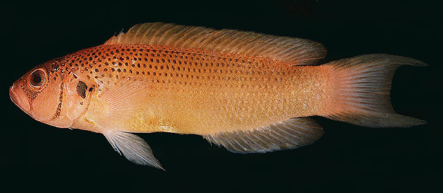 穆兰氏拟雀鲷(Pseudochromis moorei)