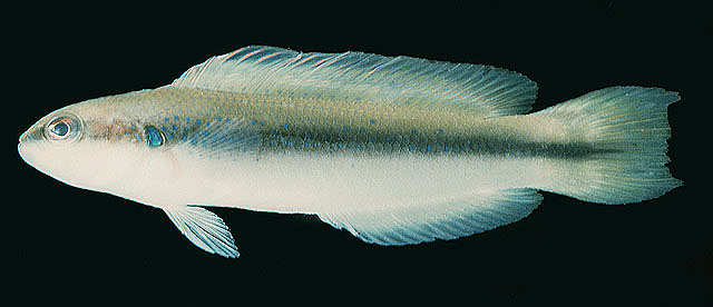 黑带拟雀鲷(Pseudochromis nigrovittatus)