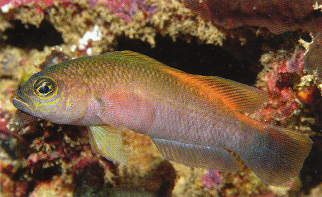金腹拟雀鲷(Pseudochromis oligochrysus)