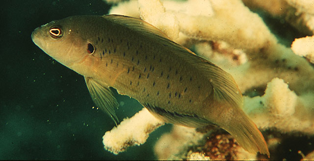 红海拟雀鲷(Pseudochromis olivaceus)