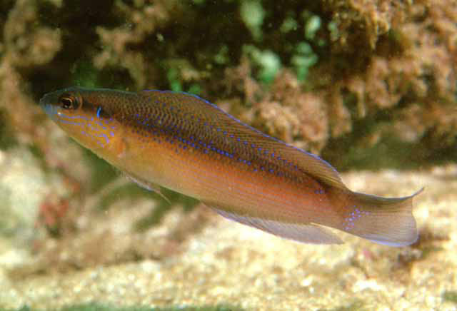 阿曼拟雀鲷(Pseudochromis omanensis)