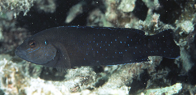 波斯湾拟雀鲷(Pseudochromis persicus)