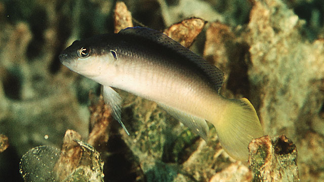 双色拟雀鲷(Pseudochromis pesi)