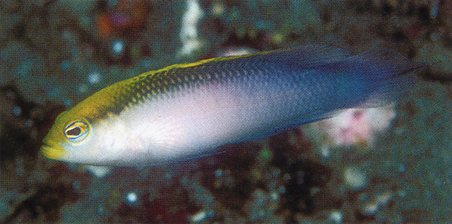 锈色拟雀鲷(Pseudochromis pictus)