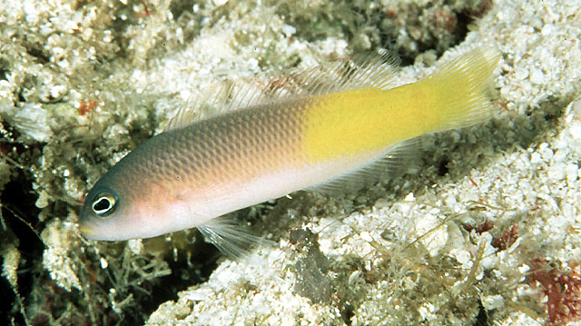 派尔氏拟雀鲷(Pseudochromis pylei)