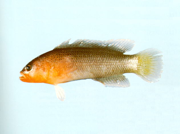 五棘拟雀鲷(Pseudochromis quinquedentatus)