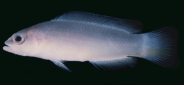 兰氏拟雀鲷(Pseudochromis ransonneti)
