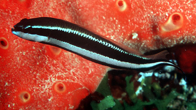桑氏拟雀鲷(Pseudochromis sankeyi)
