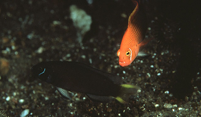 史氏拟雀鲷(Pseudochromis steenei)