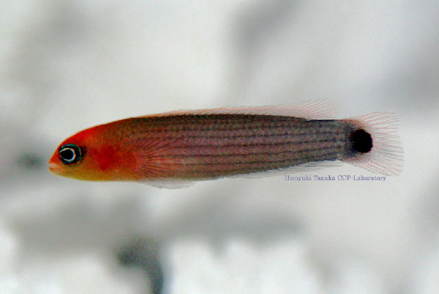 条纹拟雀鲷(Pseudochromis striatus)