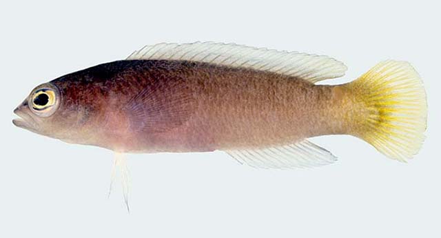 紫青拟雀鲷(Pseudochromis tapeinosoma)