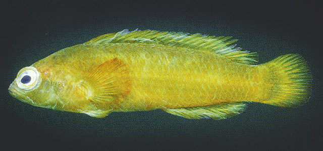 绿拟雀鲷(Pseudochromis viridis)