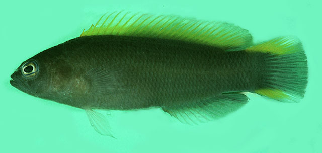 黄鳍拟雀鲷(Pseudochromis wilsoni)