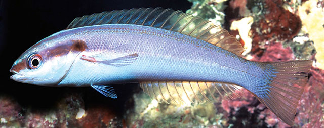 珊瑚海拟盔鱼(Pseudocoris aequalis)