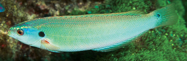布氏拟盔鱼(Pseudocoris bleekeri)