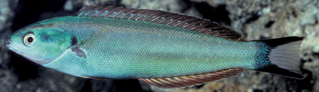 异鳍拟盔鱼(Pseudocoris heteroptera)