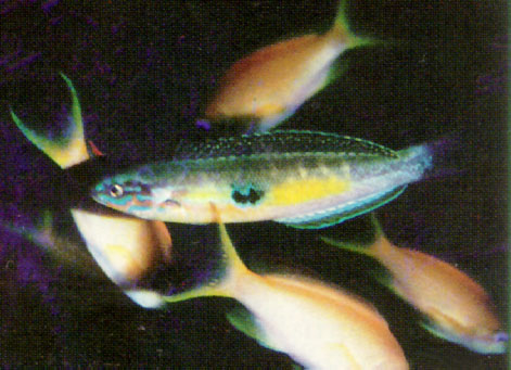 眼斑拟盔鱼(Pseudocoris ocellata)