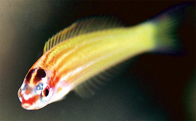 山下氏拟盔鱼(Pseudocoris yamashiroi)