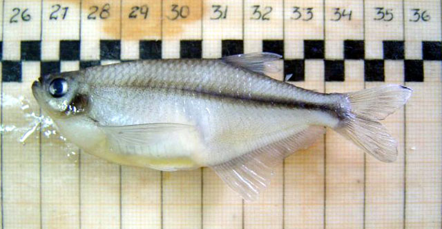 多丽嵴腹脂鲤(Pseudocorynopoma doriae)