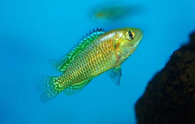 多色褶唇丽鱼(Pseudocrenilabrus multicolor)