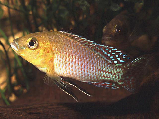 尼氏褶唇丽鱼(Pseudocrenilabrus nicholsi)